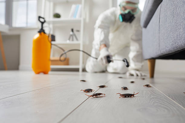 Commercial Kitchen Cockroach Control in Willowick